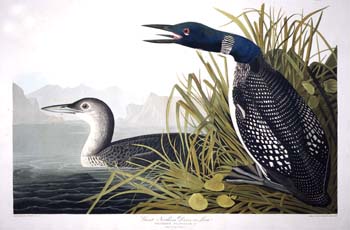 21_Audubon